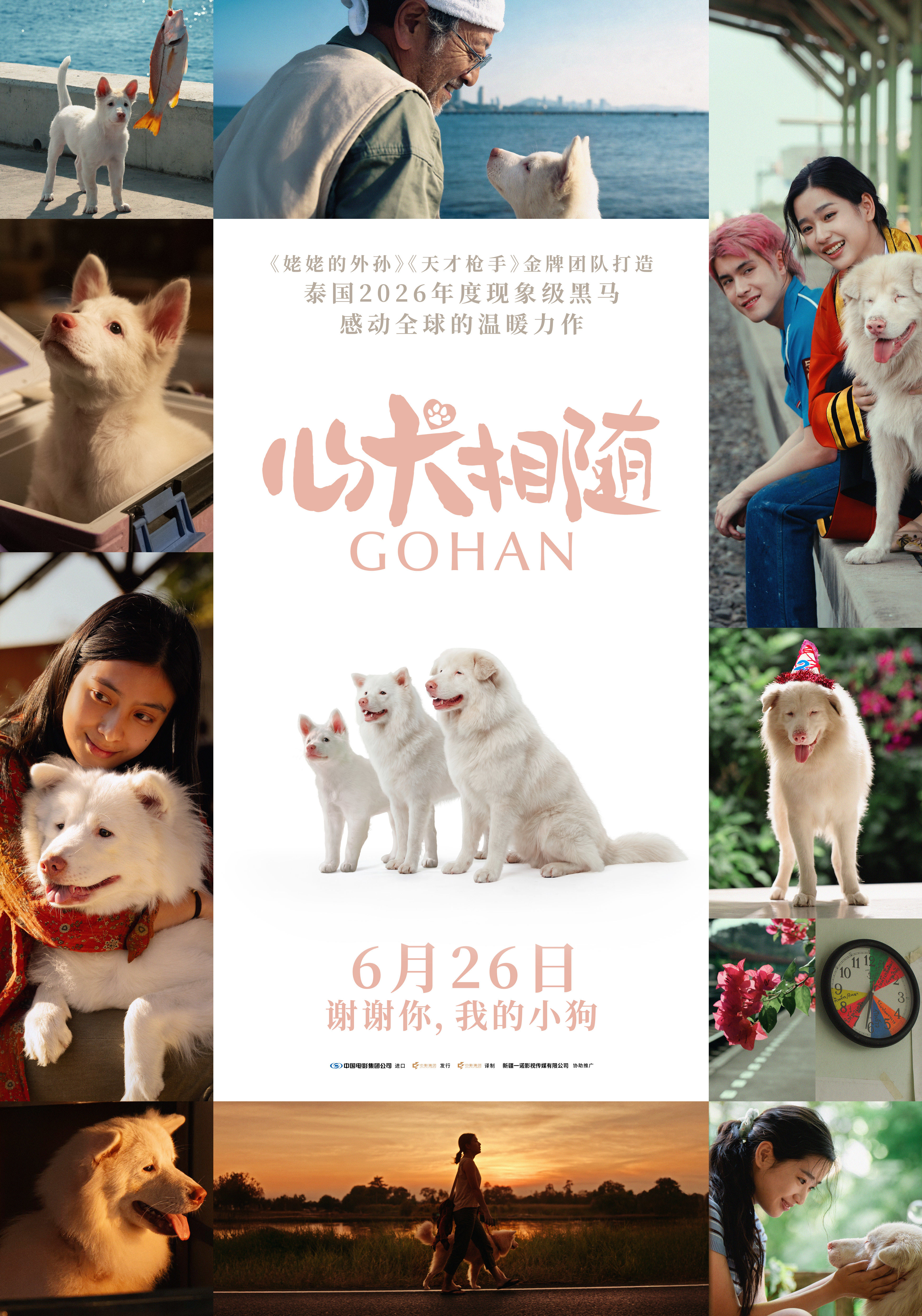 泰国票房爆款电影《心犬相随》定档6月26日温暖治愈感动全球，图片 1